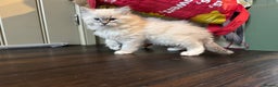 Ragdoll cats for sale: Beautiful Siberian Ragdoll cross kittens for sale - Advert 20