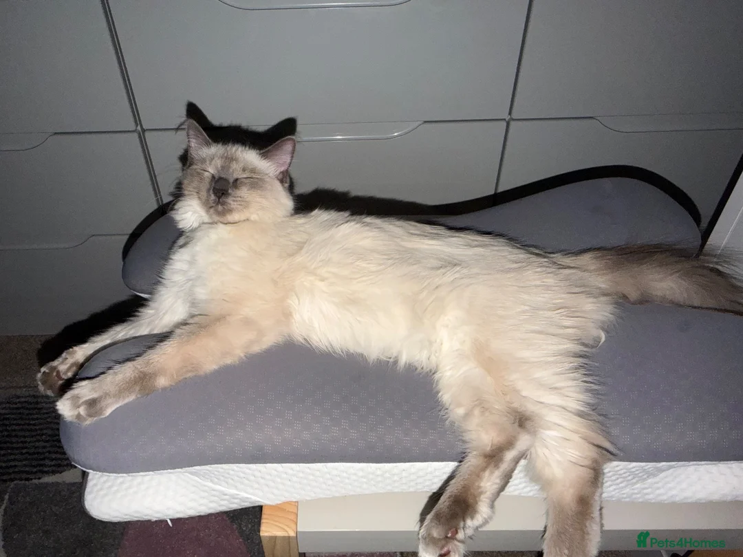 Ragdoll cats for sale: Ragdoll kitten  - Advert 1