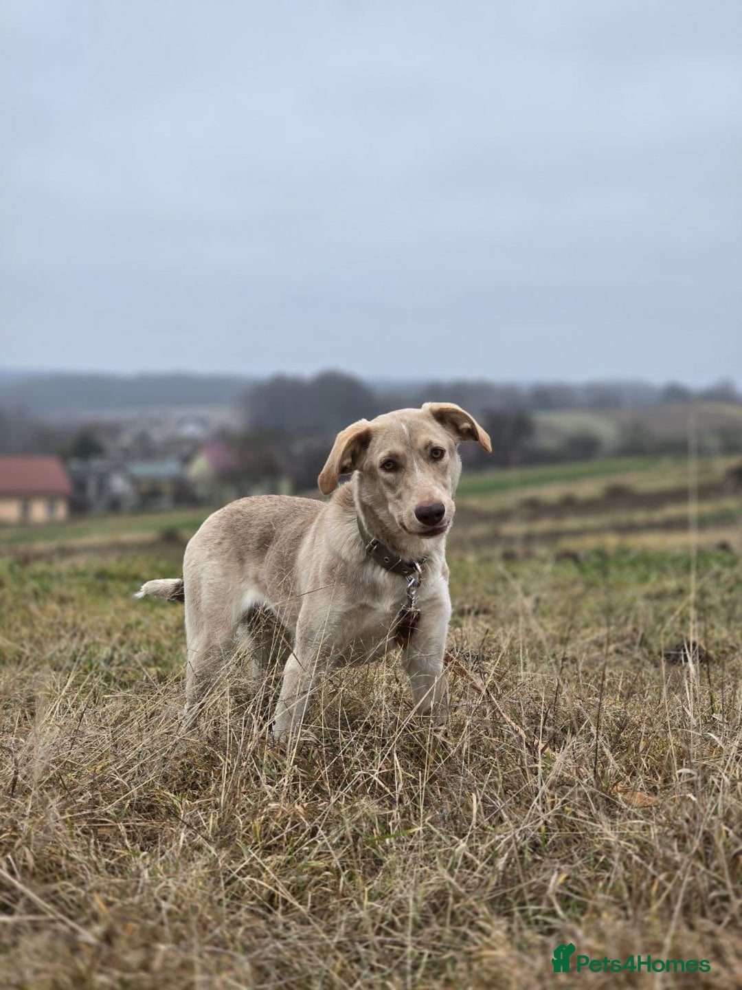 Mixed Breed dogs for adoption: ❤️ JENA – A Gentle 1 year old Girl ❤️ - Advert 15