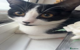 Mixed Breed cats for sale: 5 kittens for sale  - Image 6