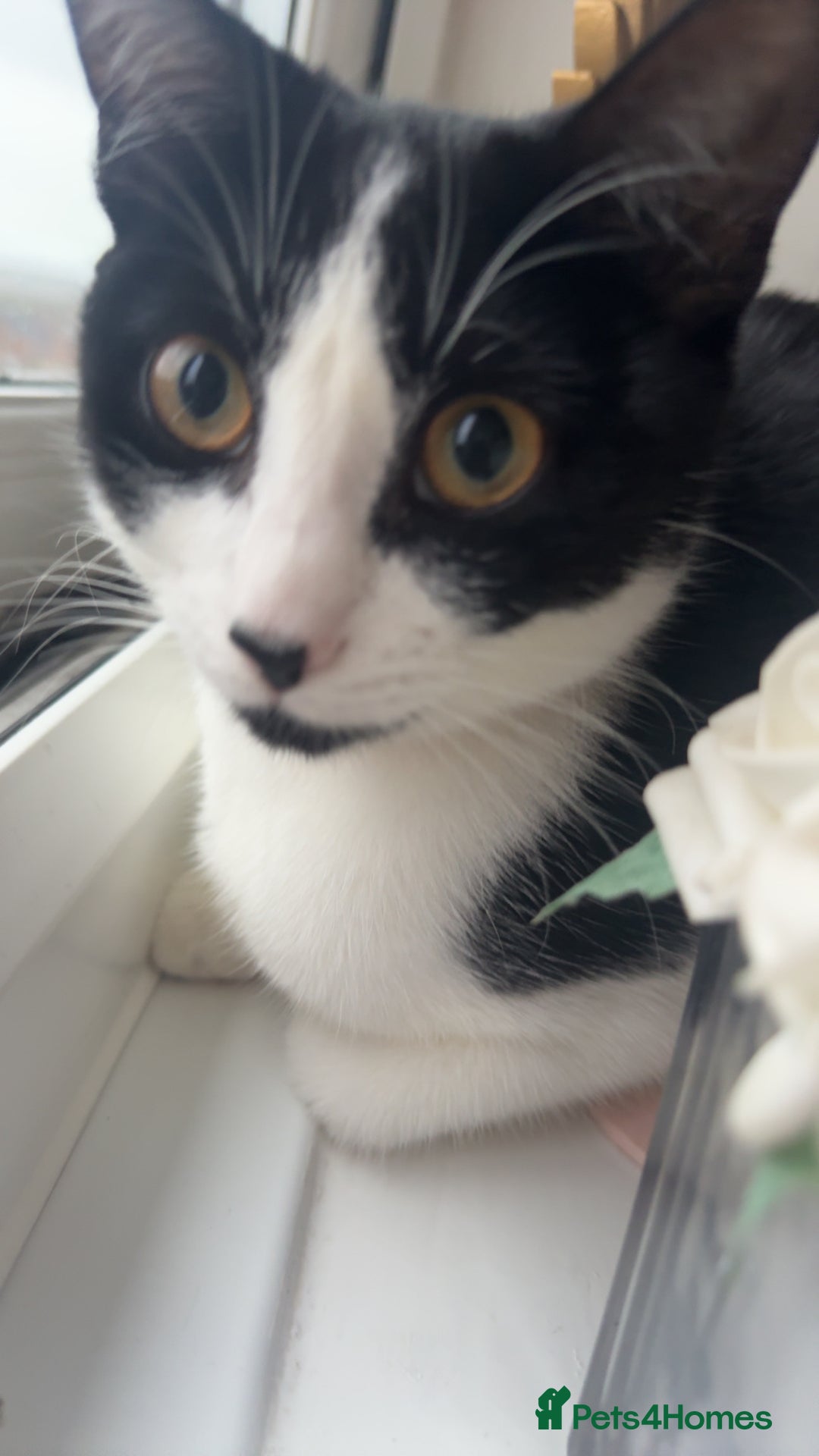 Mixed Breed cats for sale: 5 kittens for sale  - Image 6