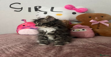 Mixed Breed cats - Advert 4