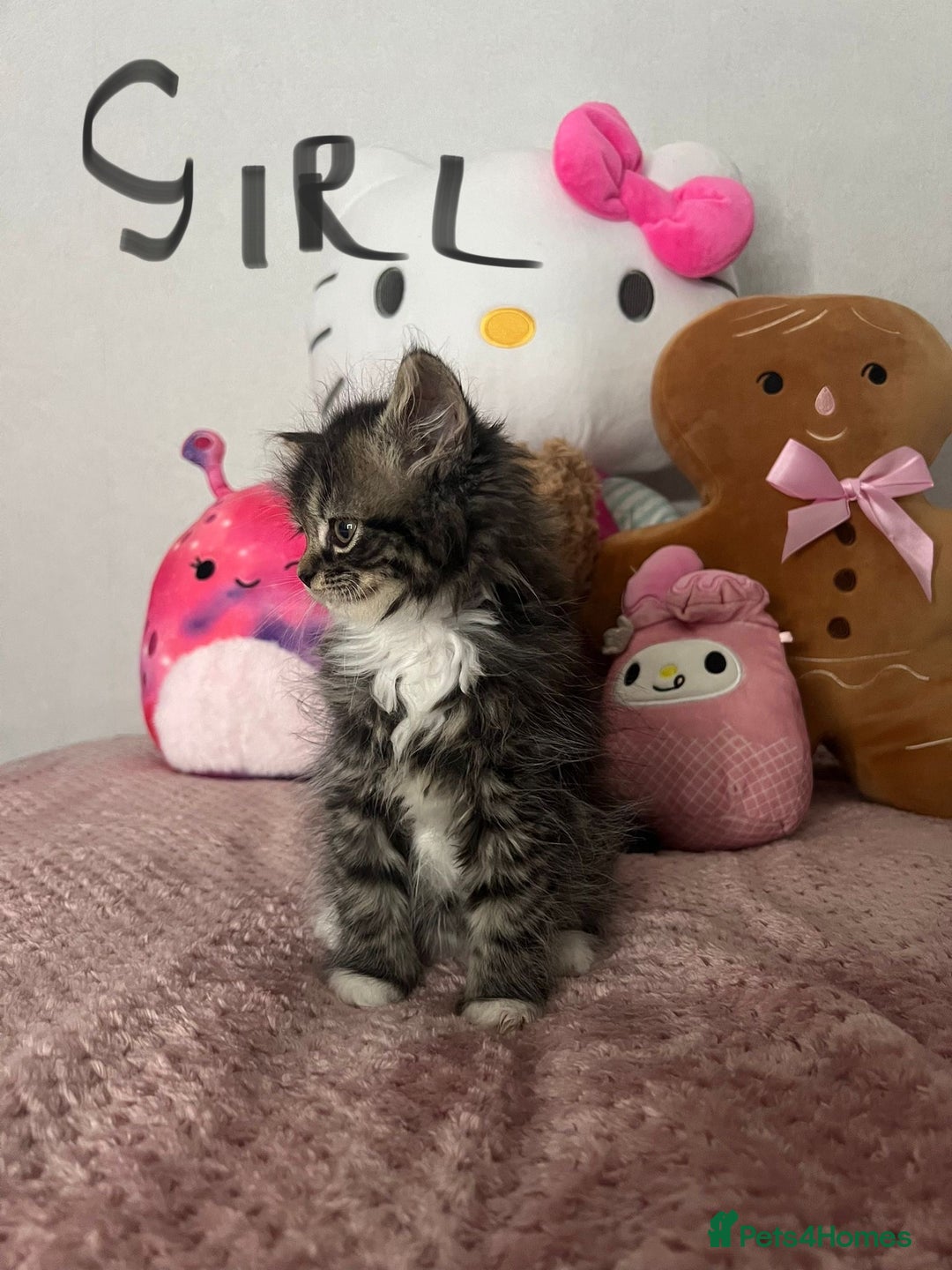 Mixed Breed cats for sale: Persian/maine coon kittens for sale  - Image 3