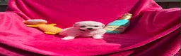 Bichon Frise dogs for sale: Stunning Bichon Frise Puppies - Advert 2