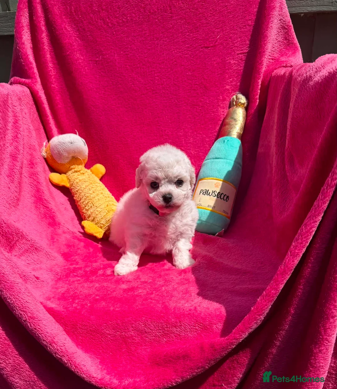 Bichon Frise dogs for sale: Stunning Bichon Frise Puppies - Advert 2