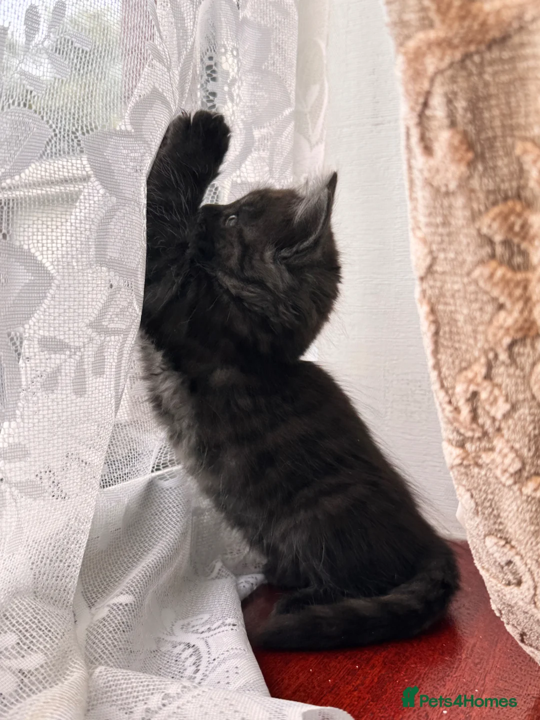 Mixed Breed cats for sale: Mom British shorthair tabby  - Advert 4