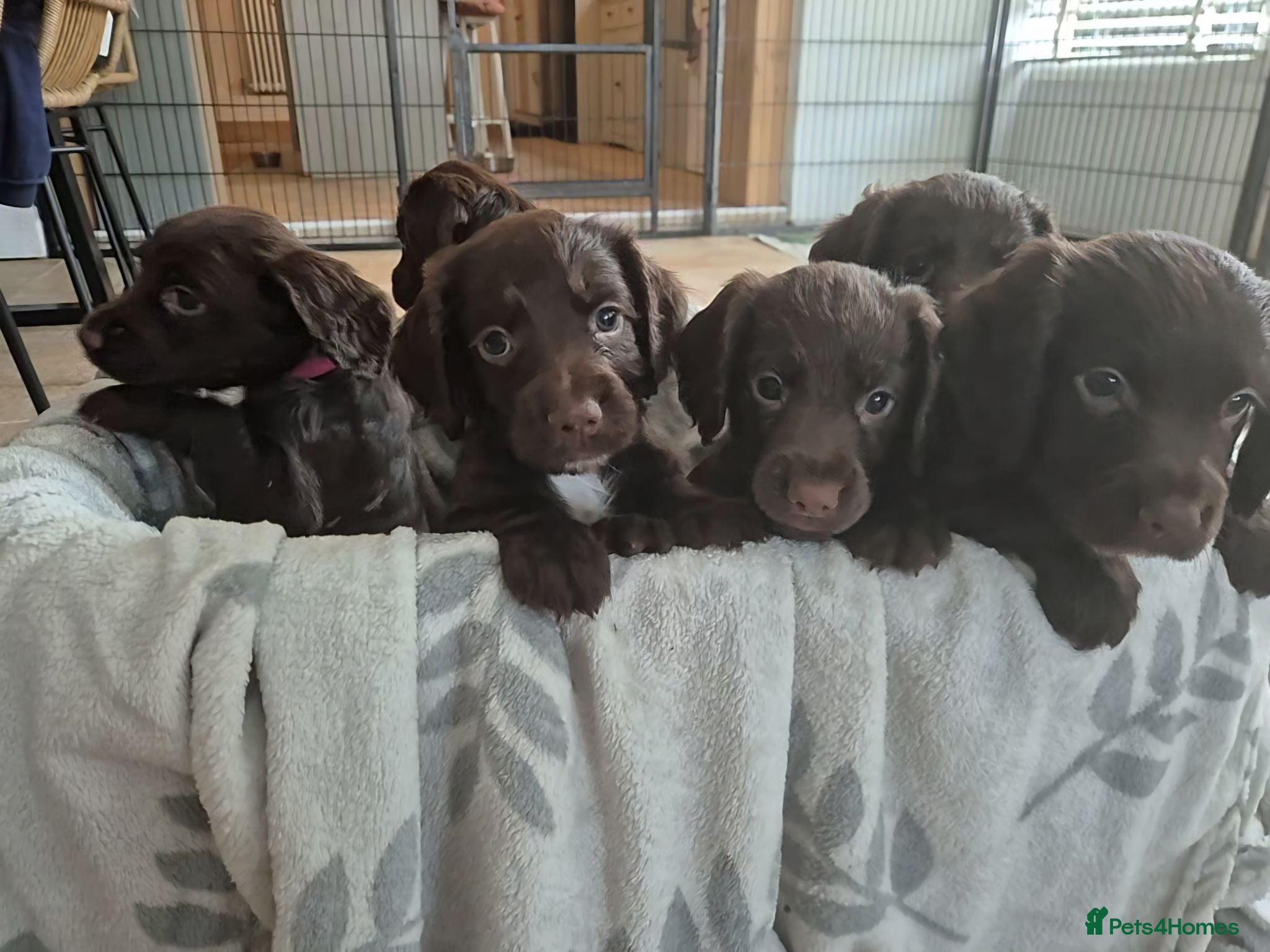 Sprocker dogs Working Sprocker Chocolate Puppies for sale - Advert 1