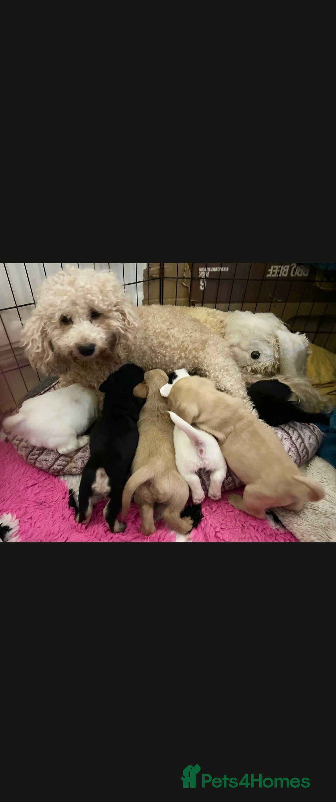 Mixed Breed dogs for sale:  Healthy Cavapoo x French Velvet Bulldog Puppies - Image 11