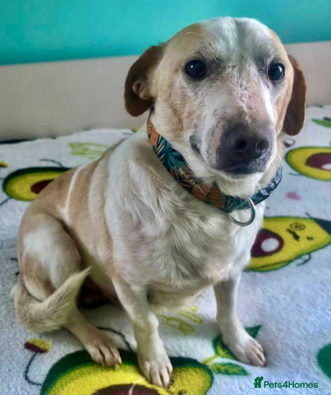 Labrador Retriever dogs for adoption: 🐾 MERLIN – Labrador Retriever - Advert 1