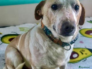 Labrador Retriever dogs 🐾 MERLIN – Labrador Retriever - Advert 1