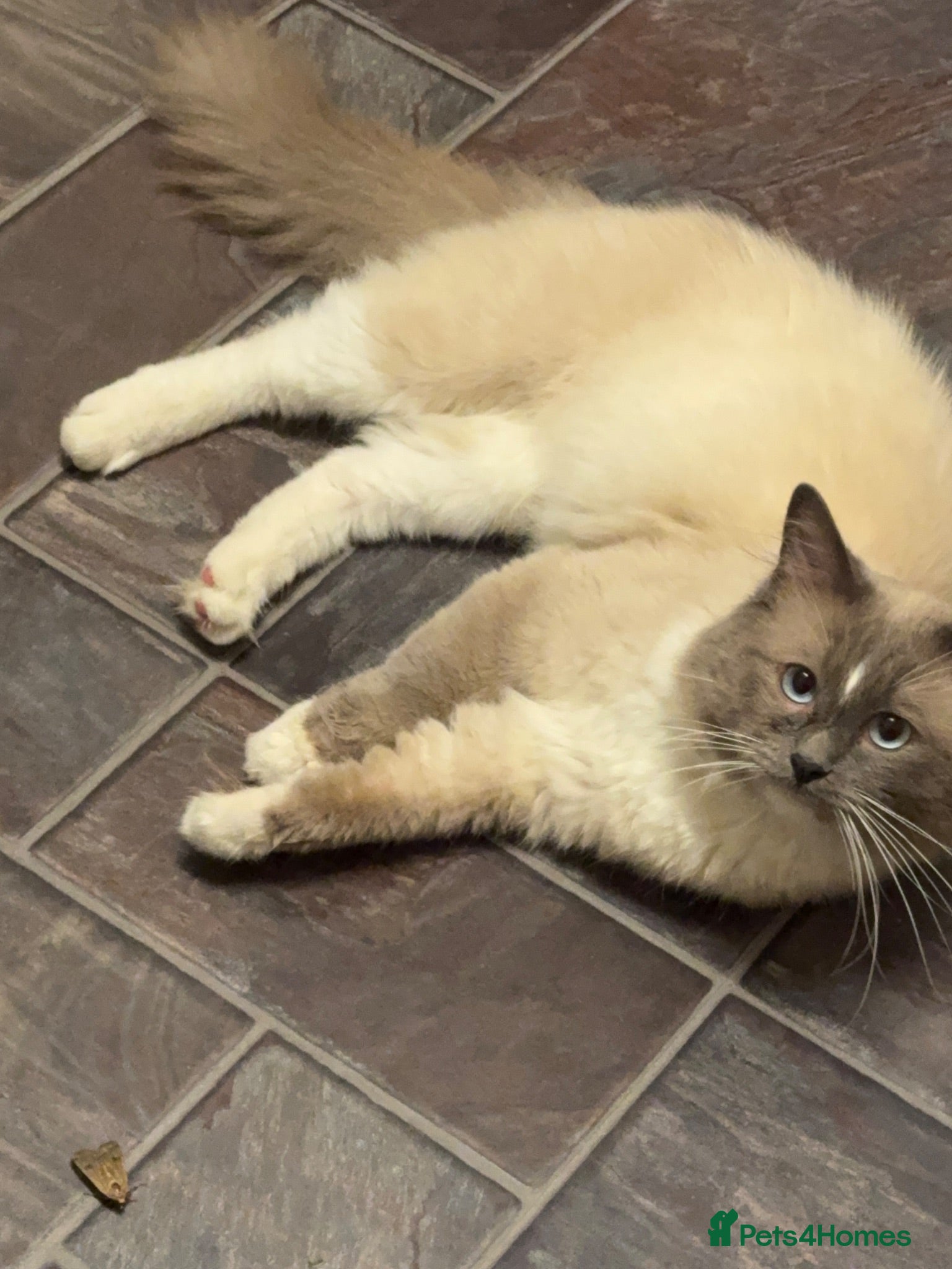 Ragdoll cats 3 year old ragdoll  - Advert 1