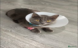 British Shorthair cats for sale: 🐱Blue&Felix- Bonded brother & Sister💛 - Advert 6