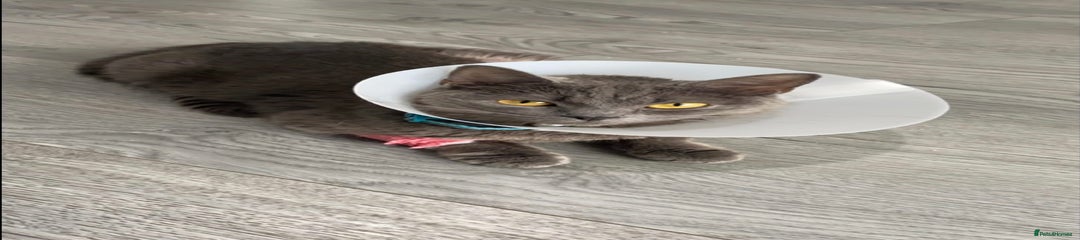 Blue-British short hair