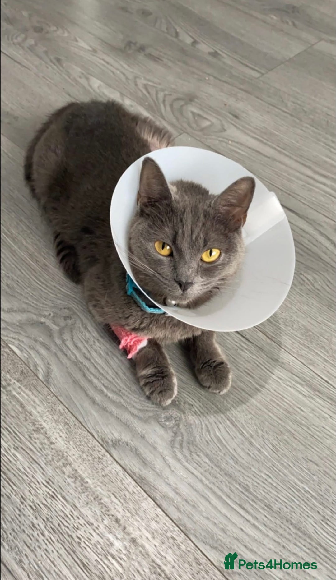 British Shorthair cats for sale: 🐱Blue&Felix- Bonded brother & Sister💛 - Advert 6