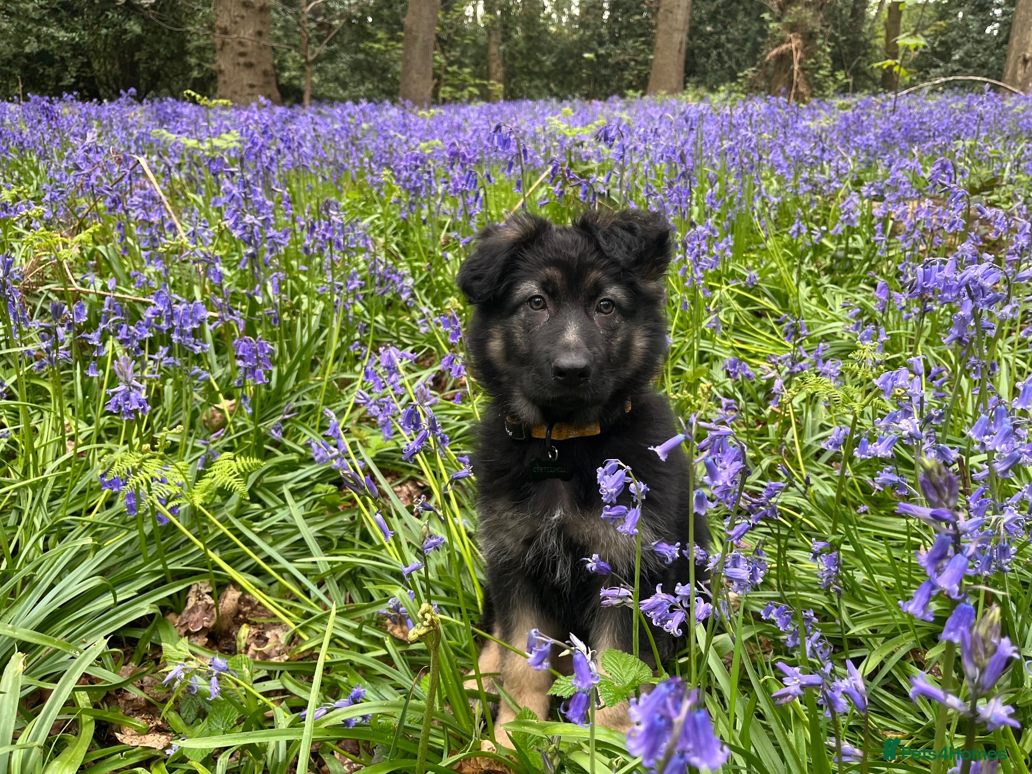German Shepherd dogs Beautiful Smart German Shepherd Puppy - Advert 4