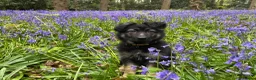 German Shepherd dogs for sale: Beautiful Smart German Shepherd Puppy - Advert 1