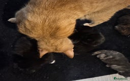 Mixed Breed cats for sale: Mixed litter of kittens  - Image 9