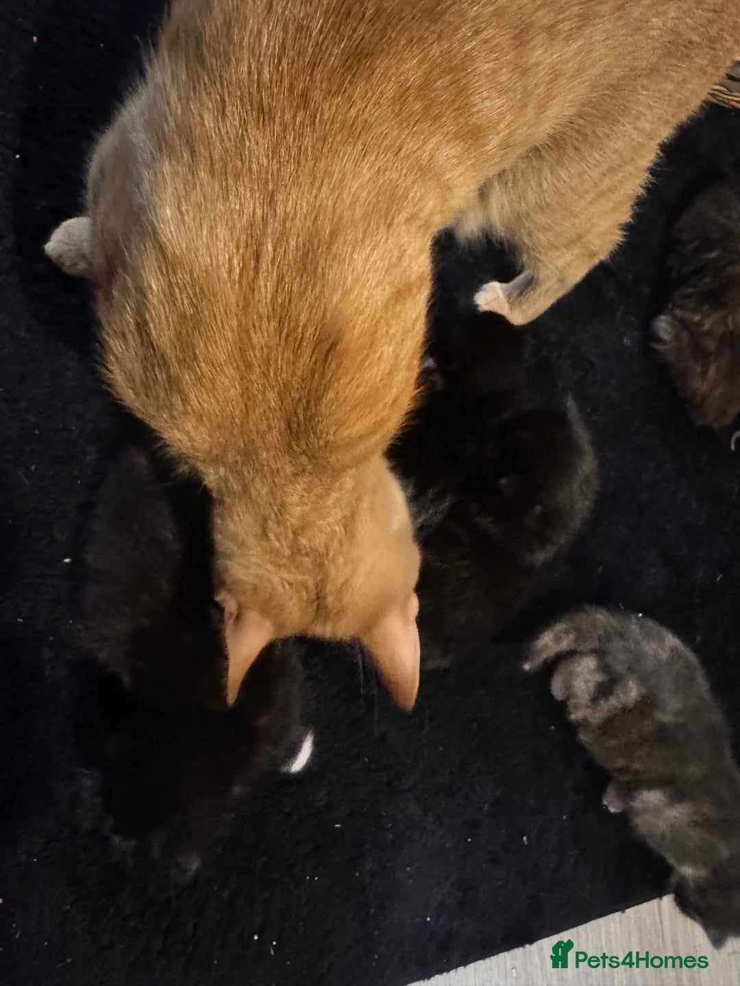 Mixed Breed cats for sale: Mixed litter of kittens  - Image 9