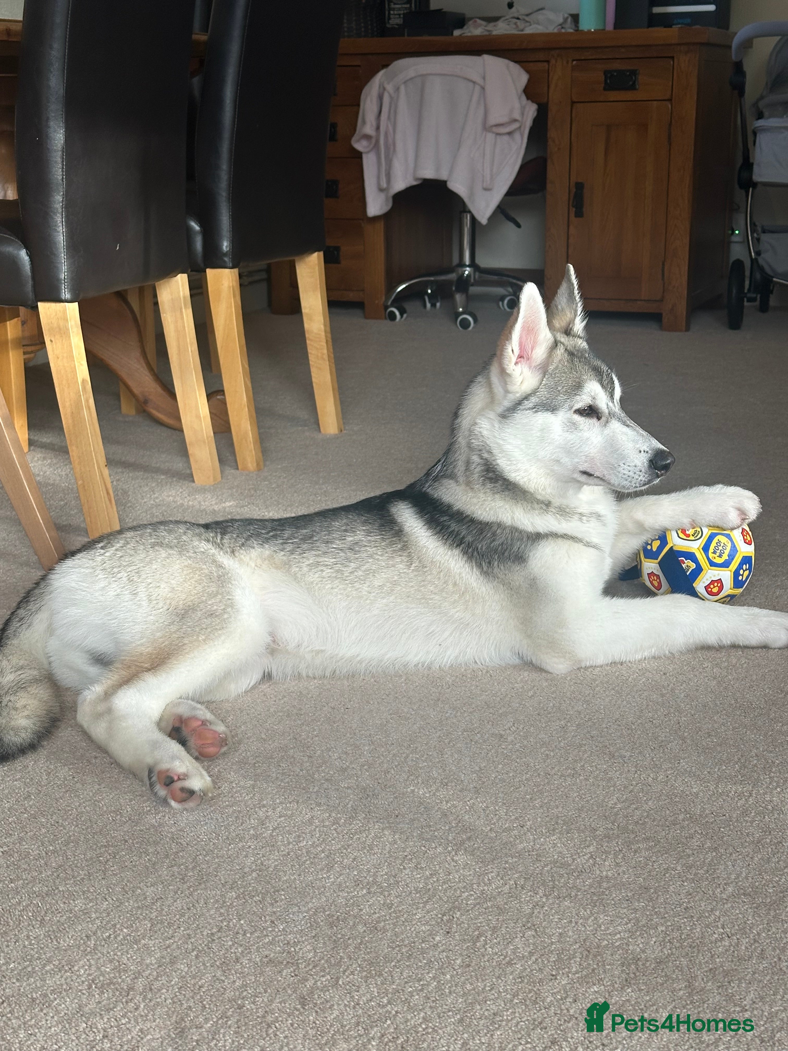 Utonagan dogs 5 month Alaskan Malamute X Siberian Husky - Advert 12