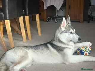 Utonagan dogs 5 month Alaskan Malamute X Siberian Husky - Advert 12