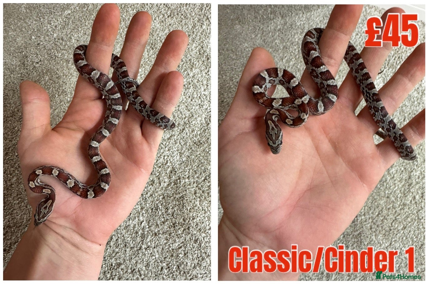 Corn Snake reptiles for sale: Baby Corn Snakes 🐍  - Advert 1