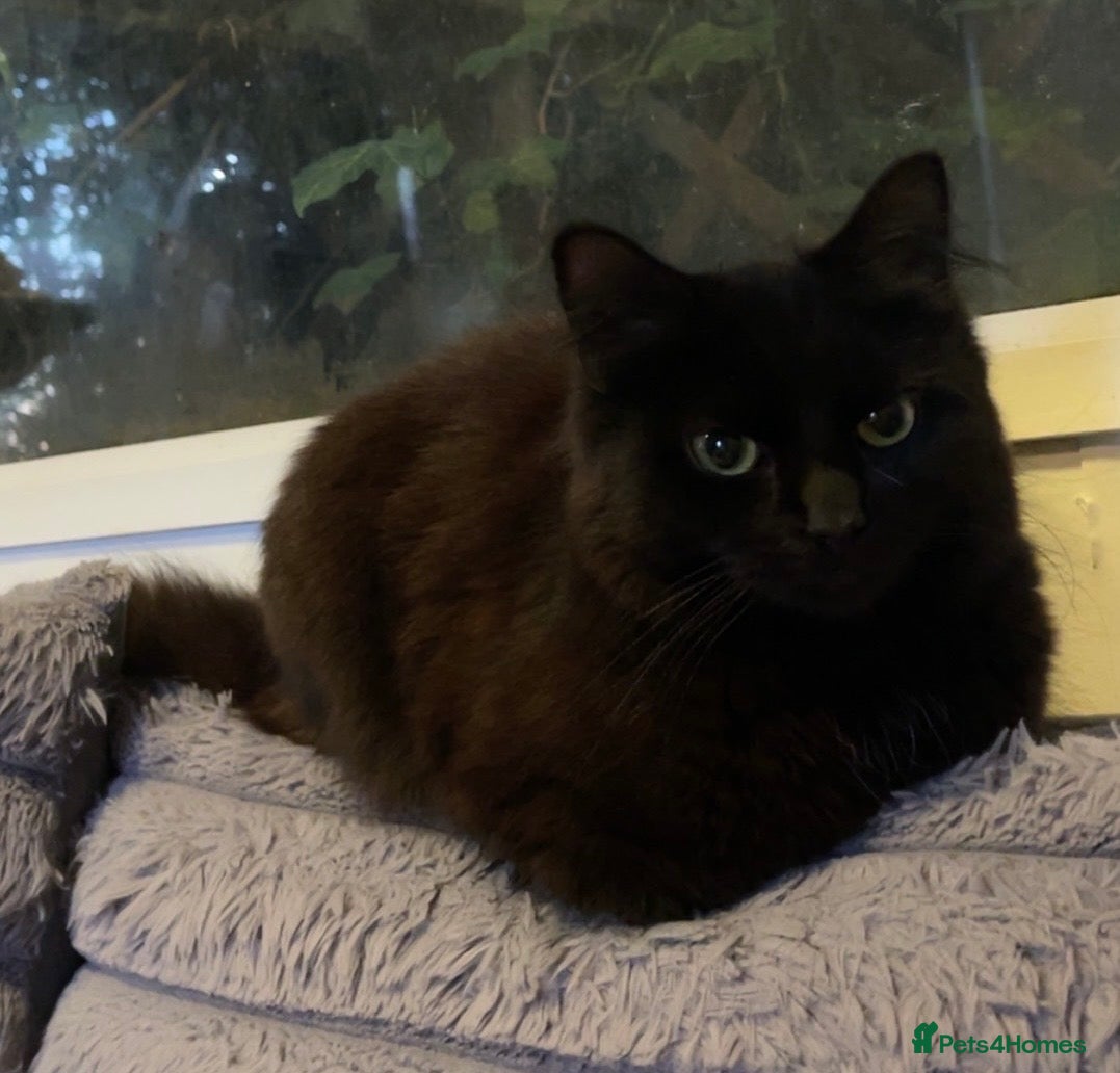 Domestic Shorthair cats Longhair black cat - Advert 2