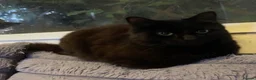 Domestic Shorthair cats for sale: Longhair black cat - Advert 1