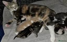 Mixed Breed cats for sale: Kittens ready now  - Image 18