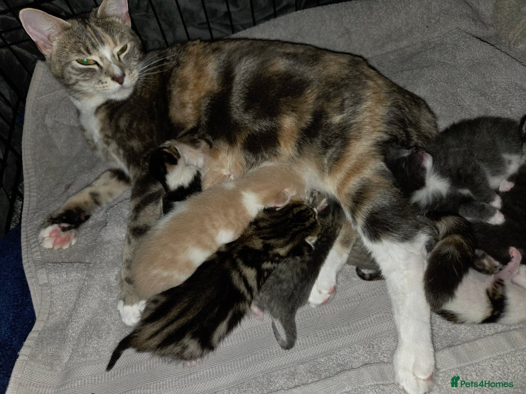 Mixed Breed cats for sale: Kittens ready now  - Image 18