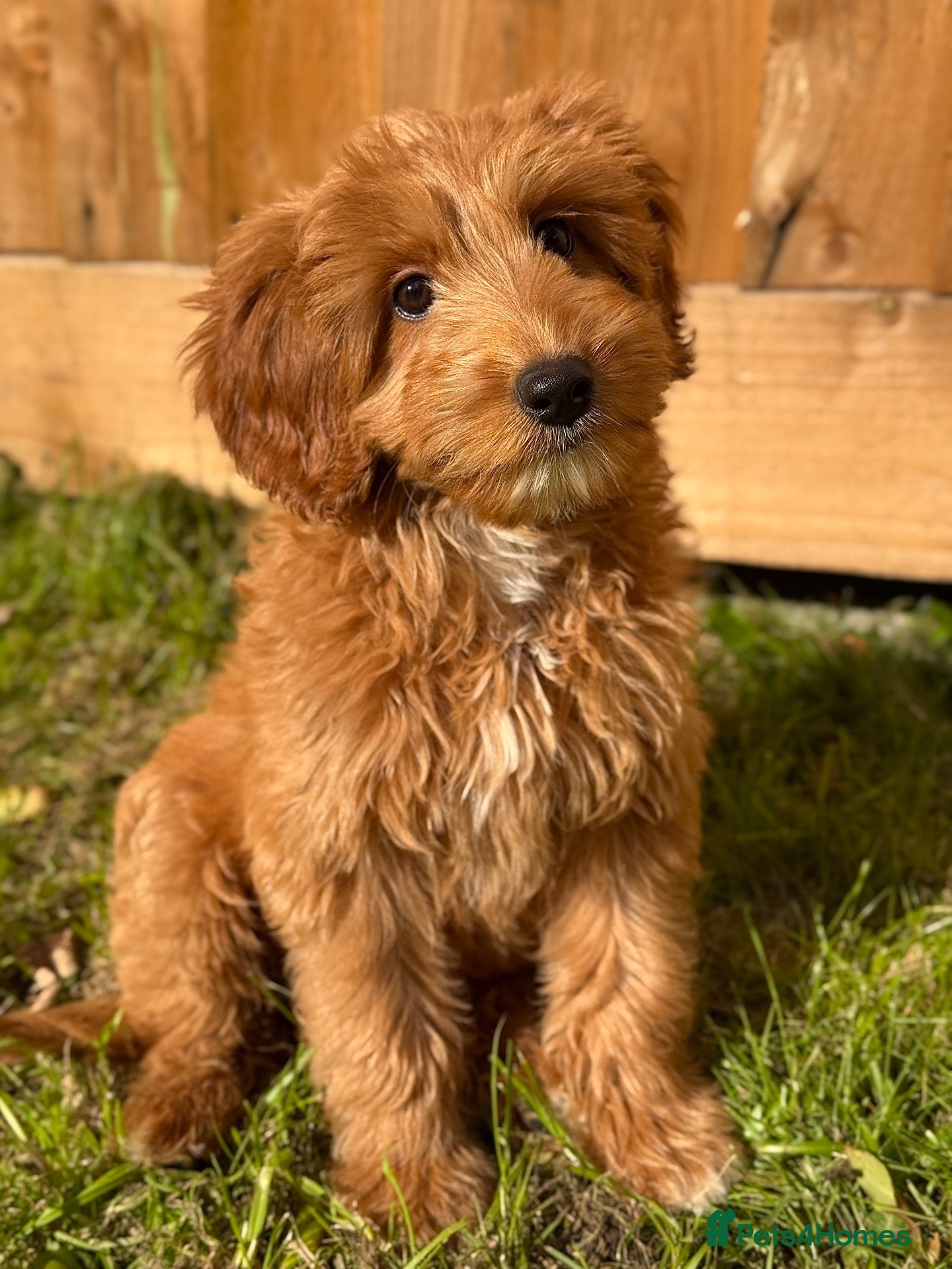 Australian Labradoodle dogs ⭐WALA Australian Labradoodles Last puppy🐶 - Advert 2