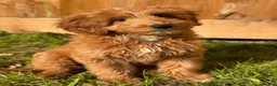 Australian Labradoodle dogs for sale: ⭐WALA Australian Labradoodles Last puppy🐶 - Advert 1