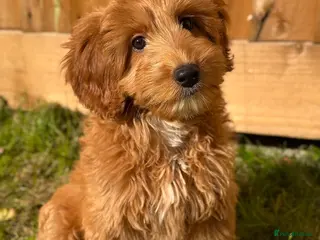 Australian Labradoodle dogs ⭐WALA Australian Labradoodles Last puppy🐶 - Advert 2