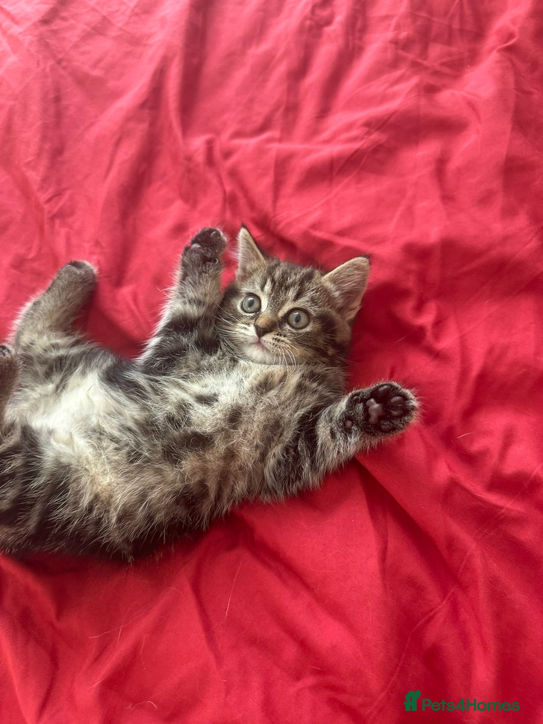 Mixed Breed cats for sale: 4 beautiful kitten - Image 12