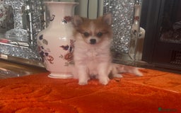 Pomchi dogs for sale: 1 Female Chihuahua/ Pomeranian - Image 1