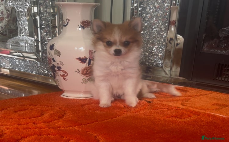 Pomchi dogs - Advert 1