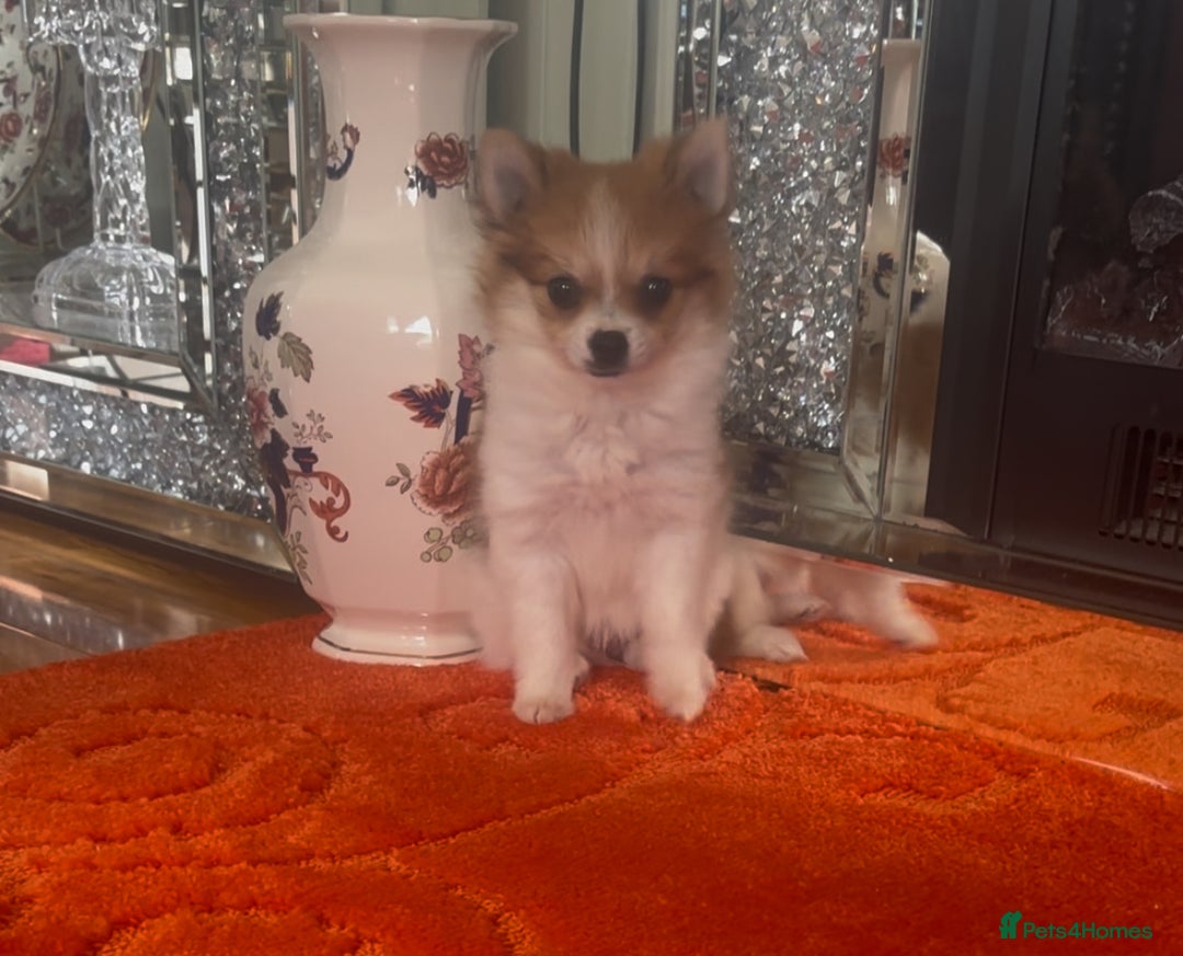 Pomchi dogs for sale: 1 Female Chihuahua/ Pomeranian - Image 1