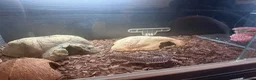 Leopard Gecko reptiles for sale: Complete Leopard Gecko Set Up 3 Viv’s & 4 Gecko’s - Advert 6