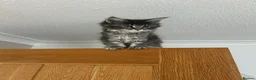 Maine Coon cats for sale: Maincoones kittens in Ruthin - Advert 4