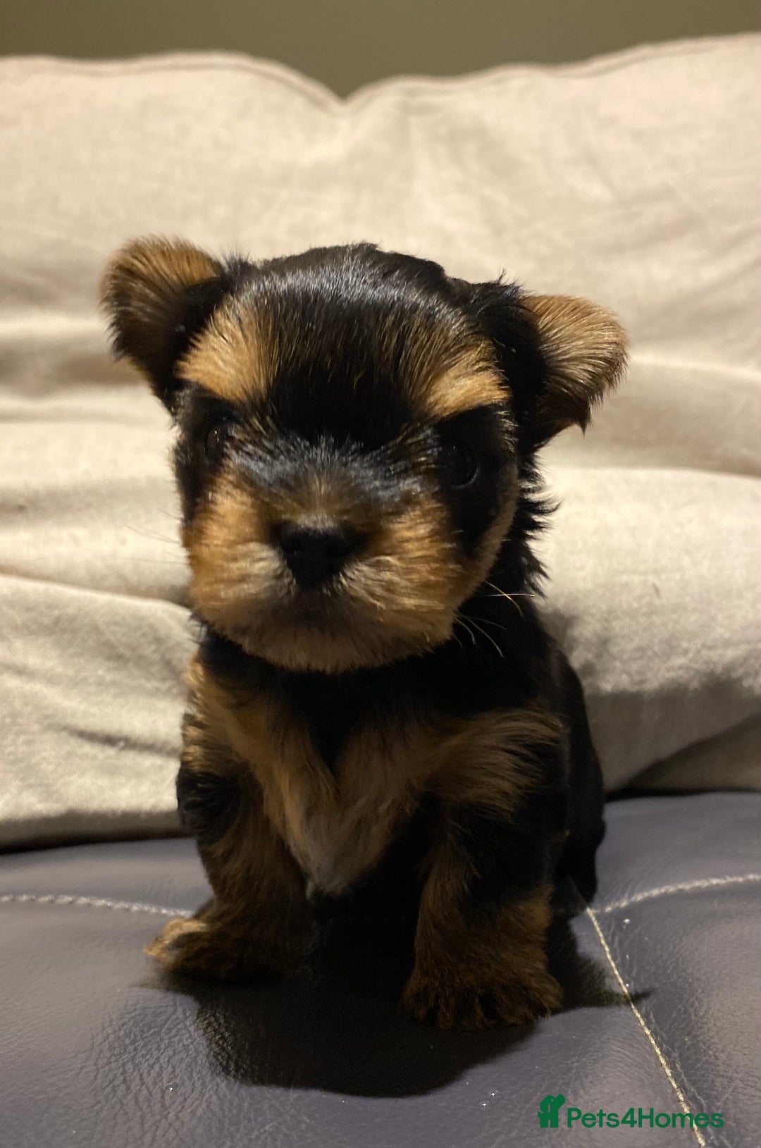 Yorkshire Terrier dogs for sale: KC Registered Yorkshire Terrier Puppies  - Advert 5