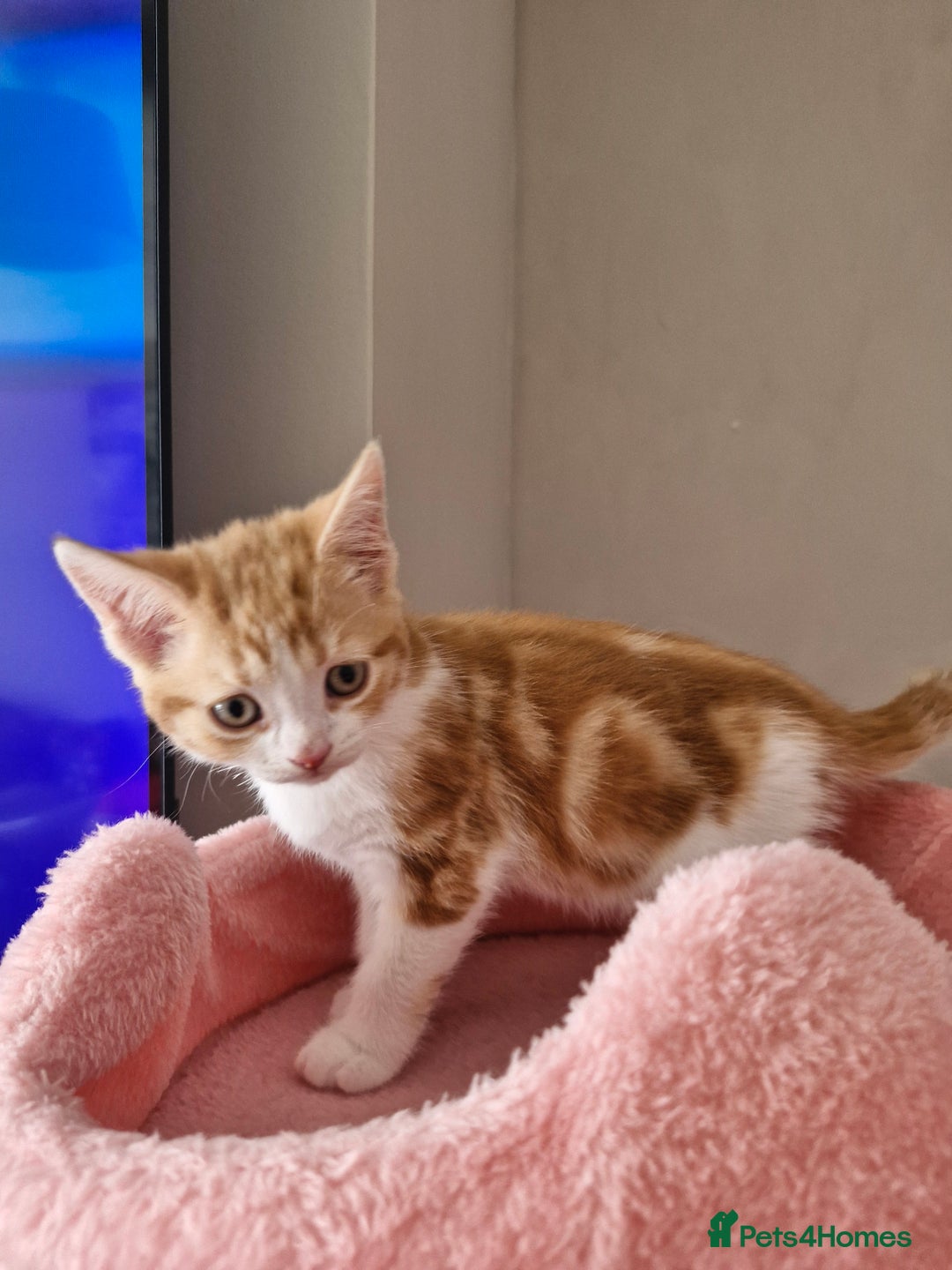 Mixed Breed cats for sale: 6 Beautiful Kittens British Shorthair Calico Cross - Image 19