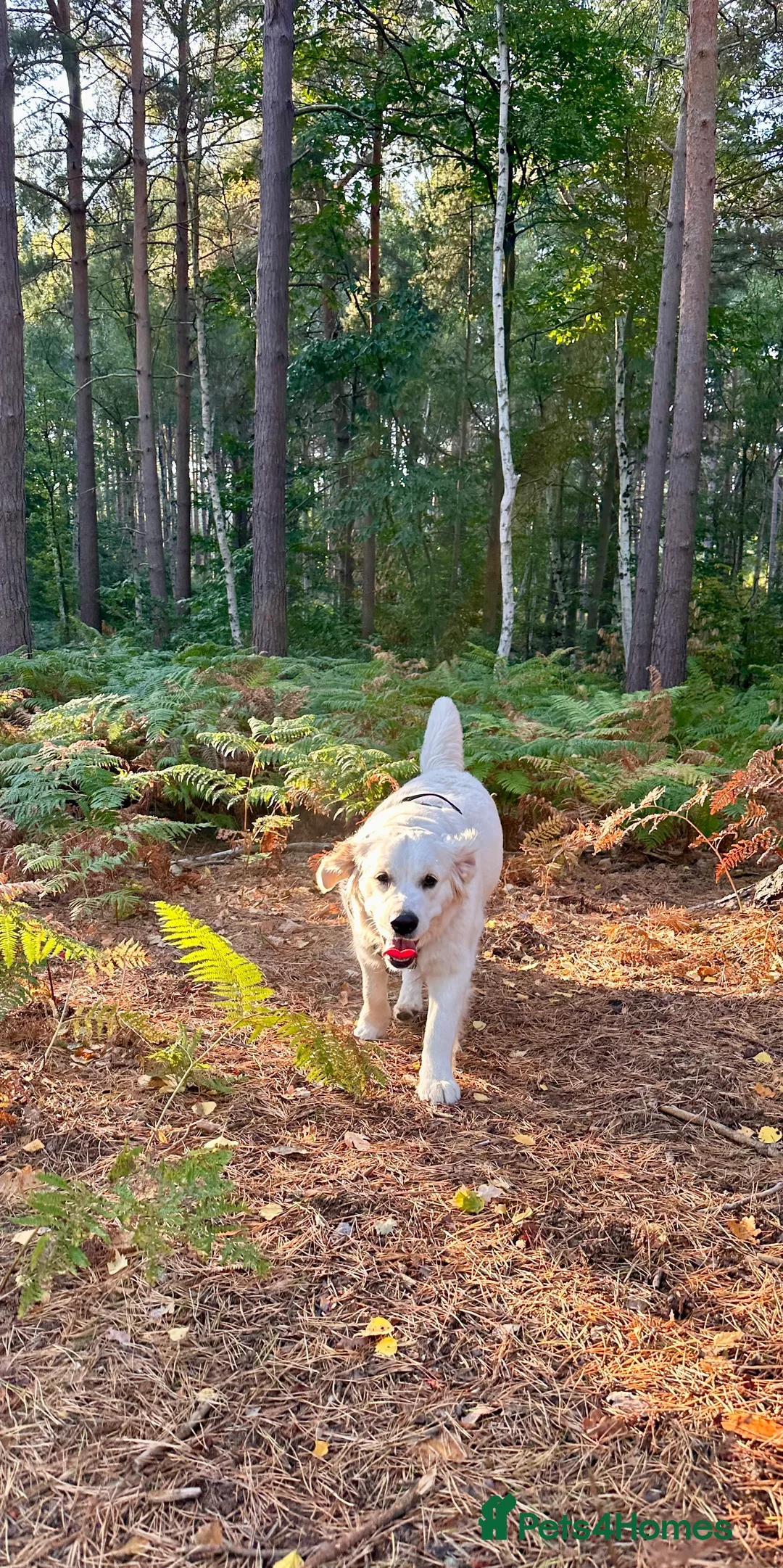 Golden Retriever dogs for sale: Gorgeous 13 months old Golden Retriever  - Advert 1