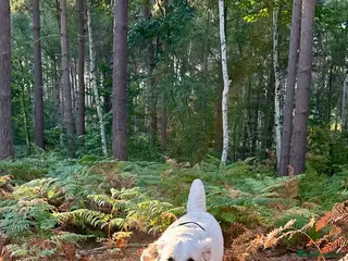 Golden Retriever dogs for sale: Gorgeous 13 months old Golden Retriever - Advert 2