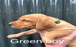 Labrador Retriever dogs for sale: Yellow/red Labrador puppies  - Image 14