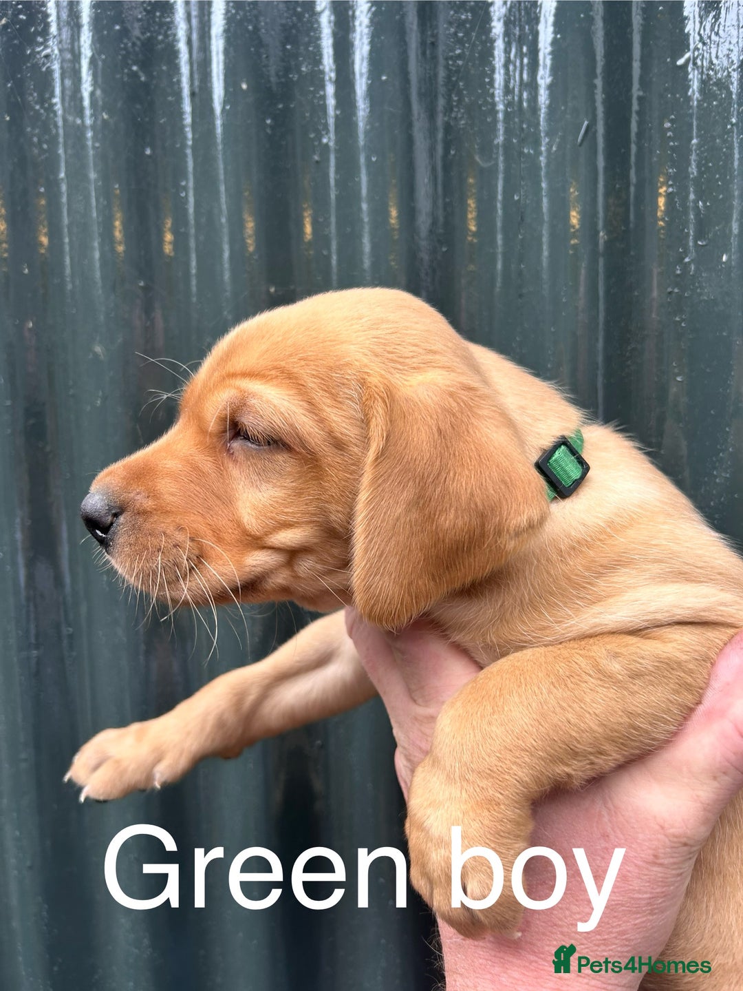 Labrador Retriever dogs for sale: Yellow/red Labrador puppies  - Image 14