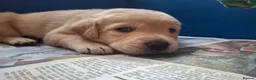 Labrador Retriever dogs for sale: Labrador Pups KC Reg.  - Advert 18