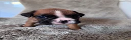 Boxer dogs for sale: Boxer puppies for sale  in Axbridge - Advert 8