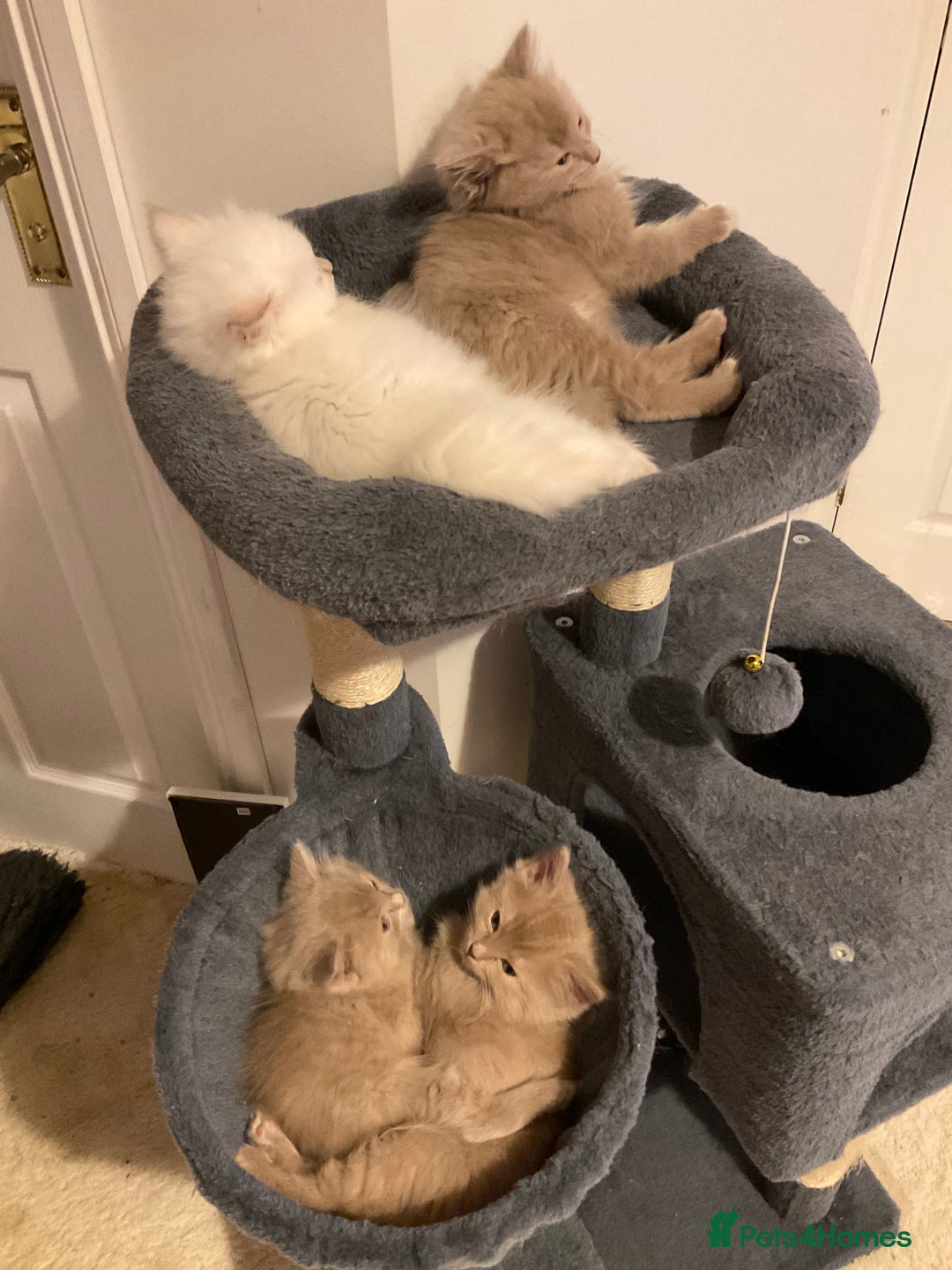 Ragdoll cats for sale: RARE PURE BRED FAWN RAGDOLL BABIES - Advert 7