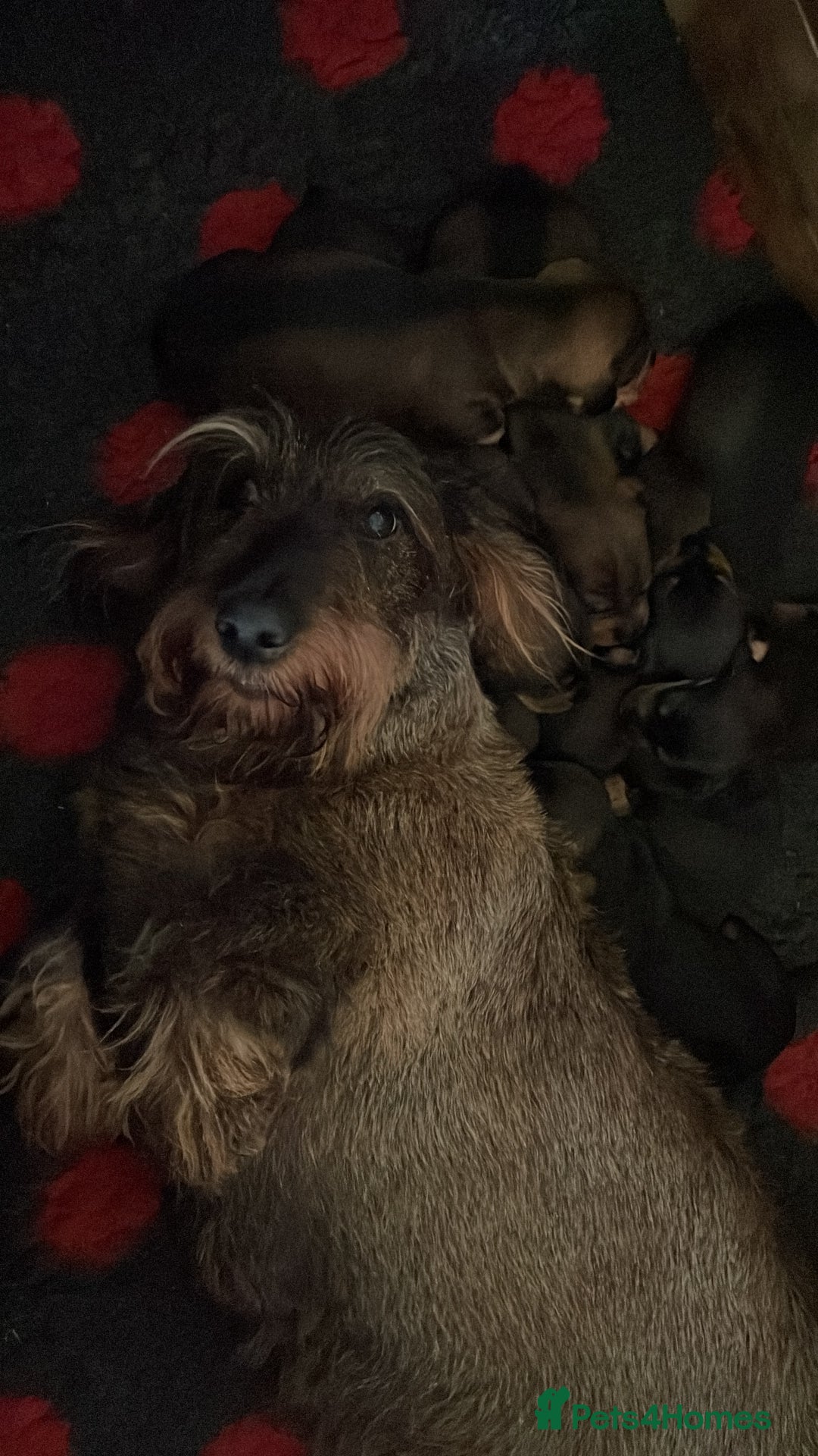 Dachshund dogs for sale: Standard Wirehair Dachshund  - Image 9