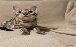 Bengal cats for sale:  Beautiful Bengal ready to reserve - Image 26