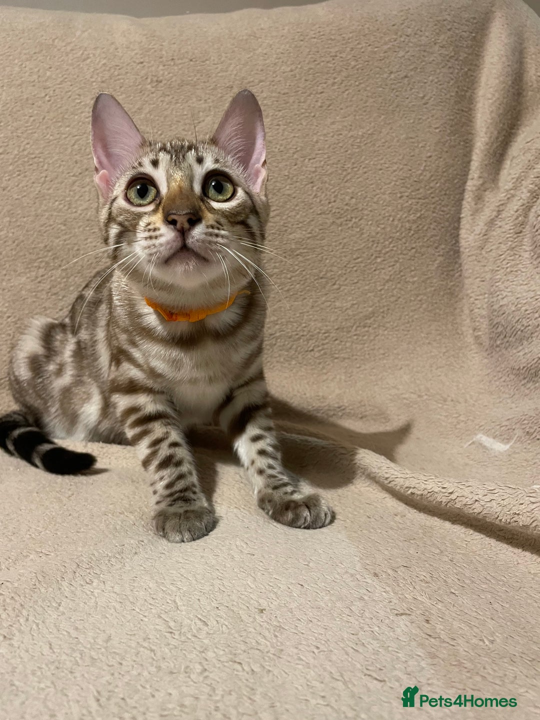 Bengal cats for sale:  Beautiful Bengal ready to reserve - Image 26